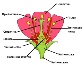 квіткка
